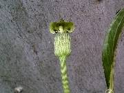 Arisaema flavum